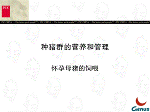 怀孕母猪的饲喂ppt课件.ppt