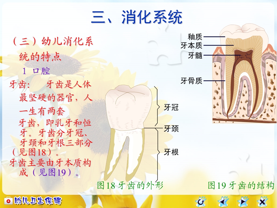 幼儿消化系统及卫生保健ppt课件.ppt_第3页