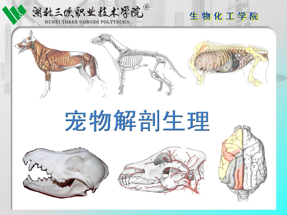 宠物解剖生理6被皮系统ppt课件.ppt_第2页