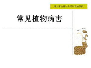 常见植物病害ppt课件.ppt