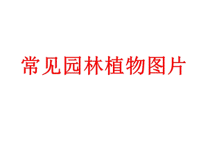 常见园林植物图片ppt课件.ppt