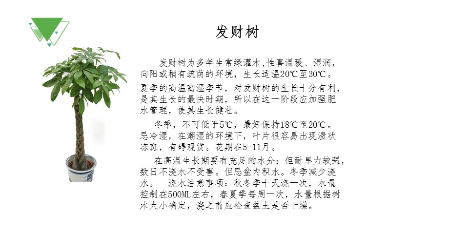 常见植物习性ppt课件.pptx_第2页