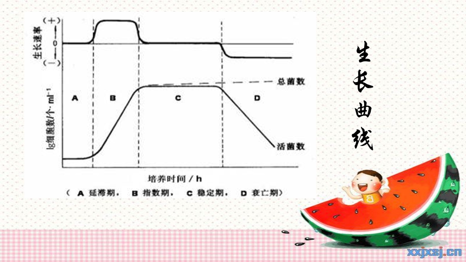 微生物生长曲线的制作及特点ppt课件.ppt_第3页