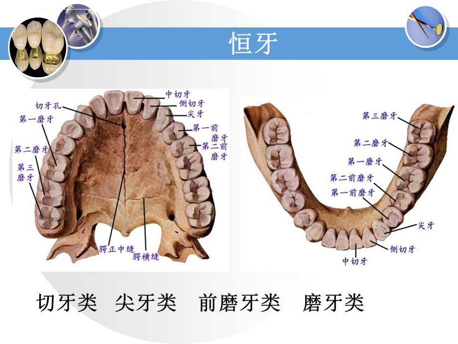 恒牙解剖形态ppt课件.ppt_第3页