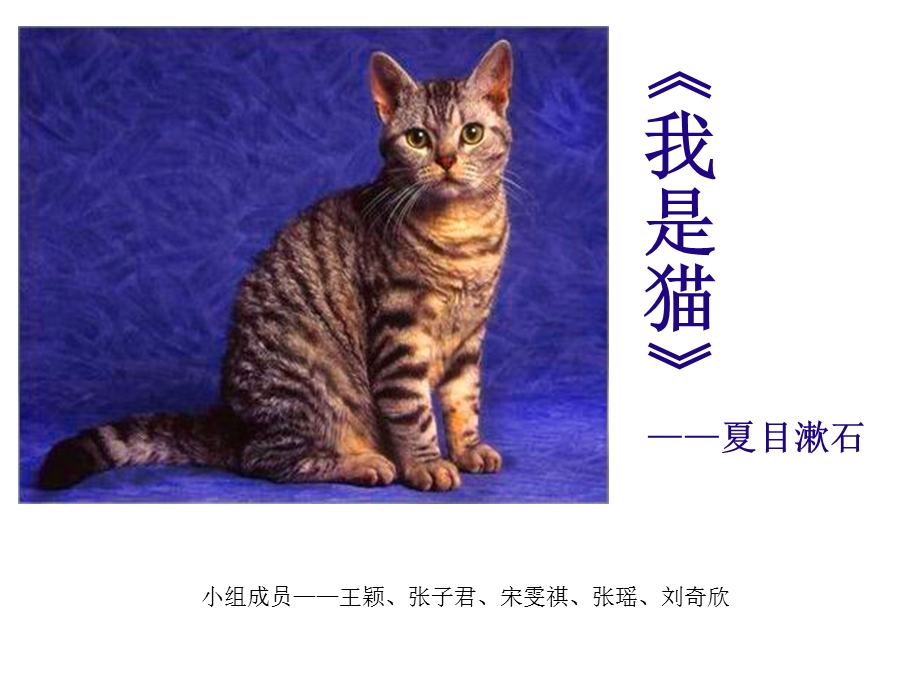 我是猫演讲ppt课件.ppt_第1页