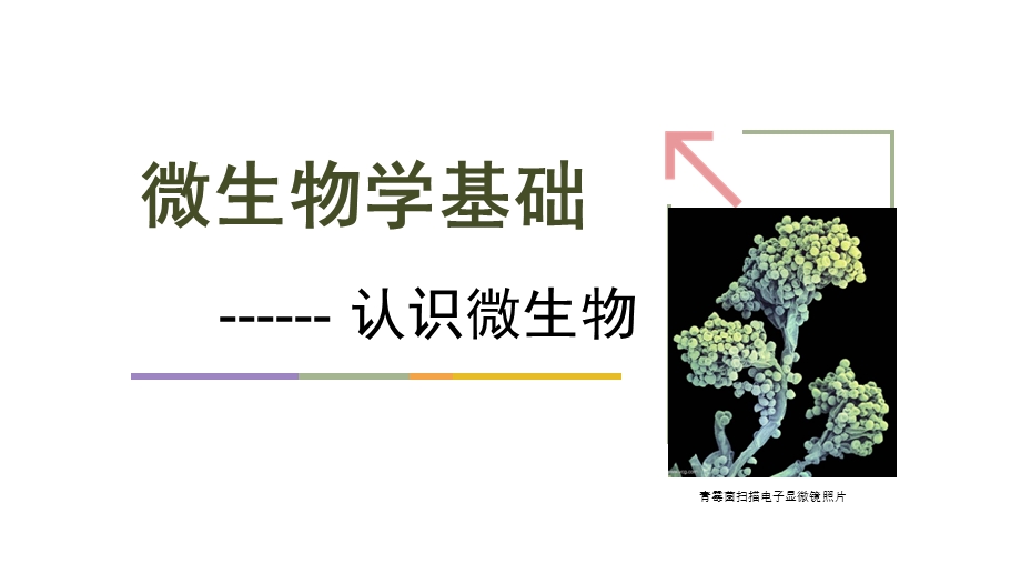 微生物概述ppt课件.ppt_第1页