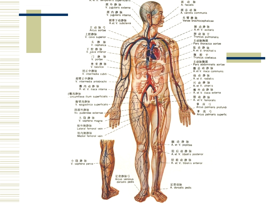循环系统解剖ppt课件.ppt_第2页