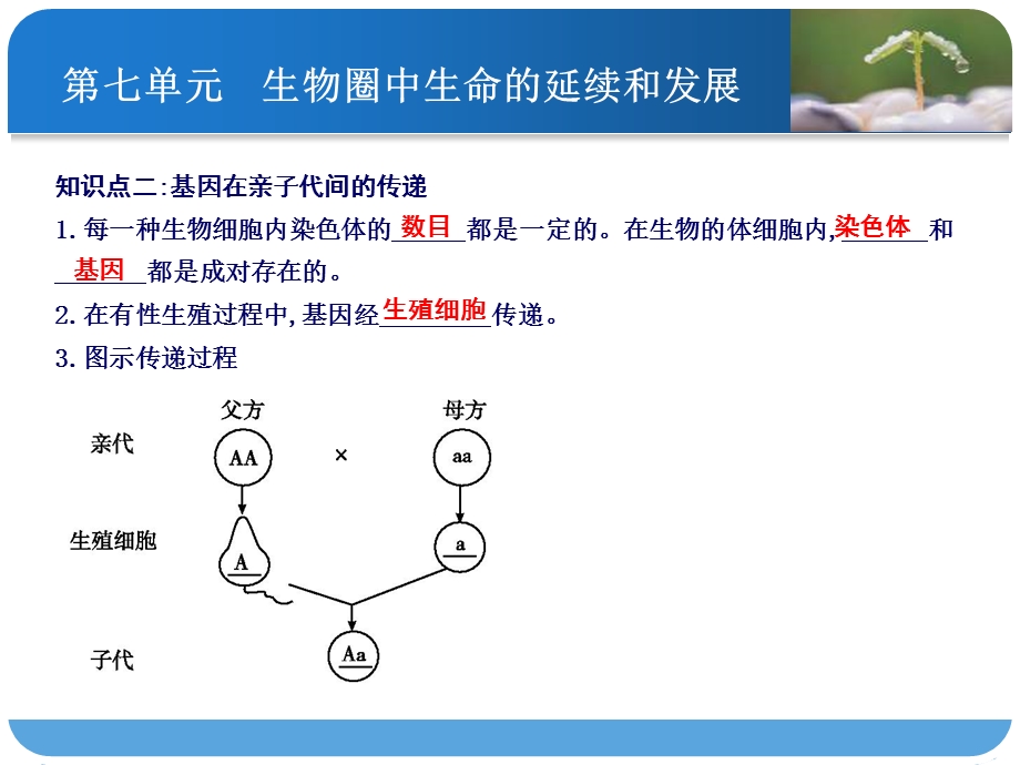 导与练中考总复习生物人教复习ppt课件第十九讲生物的遗传与变异.ppt_第3页