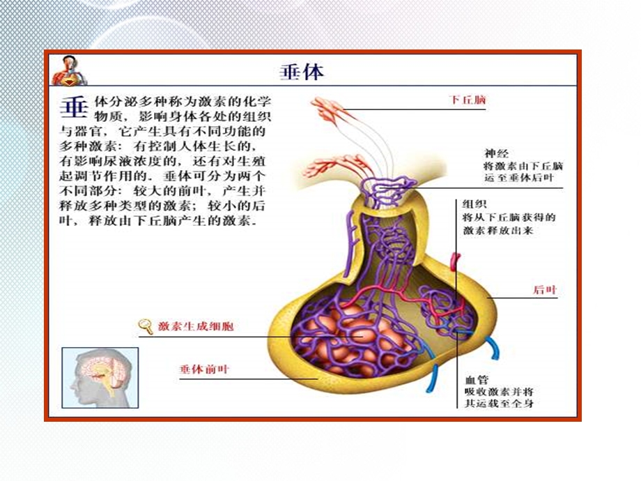 席汉氏综合征【PPT课件】.ppt_第3页