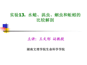 实验13. 水螅、涡虫、蛔虫和蚯蚓的比较解剖汇总ppt课件.ppt