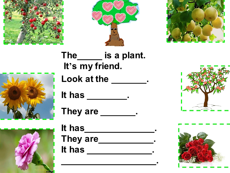 小学三年级英语ppt课件 Plants.ppt_第3页