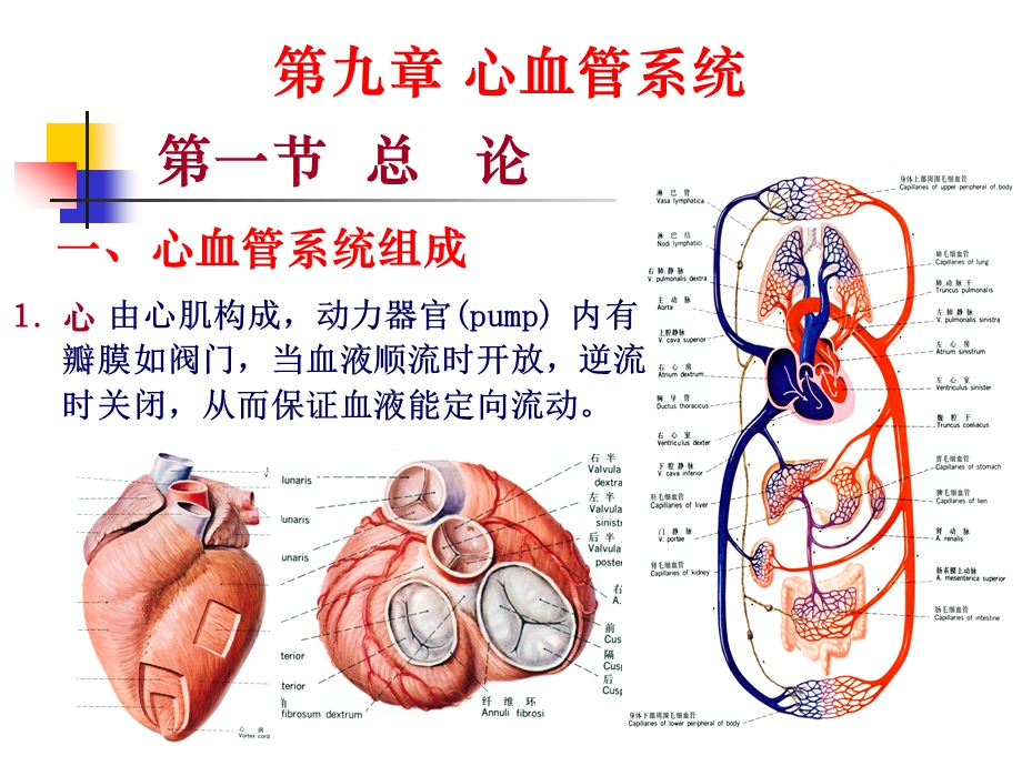 心血管系统解剖学PPT课件.ppt_第2页