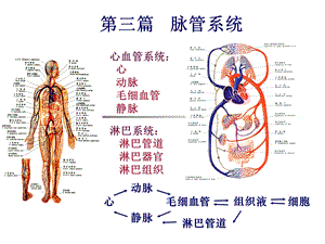 心血管系统解剖学PPT课件.ppt