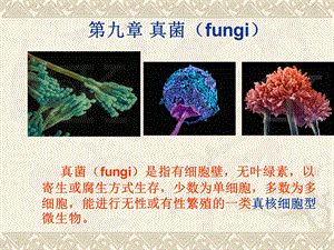 微生物学真菌ppt课件.ppt