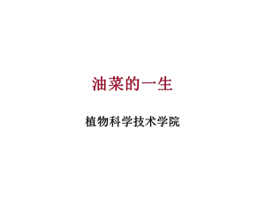 油菜的一生ppt课件.ppt