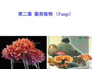 植物分类学—菌类植物(上课版)ppt课件.ppt