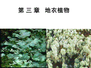 植物分类学—地衣植物(上课版)ppt课件.ppt