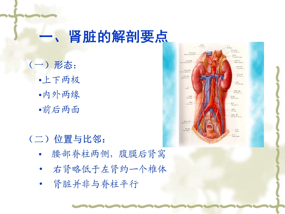 正常肾脏的超声诊断ppt课件.ppt_第2页