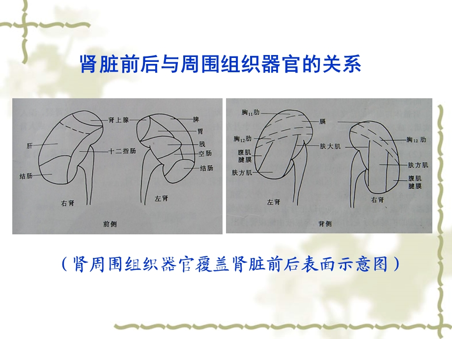 正常肾脏的超声诊断ppt课件.ppt_第3页