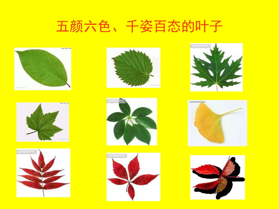 树叶粘贴画ppt课件.ppt_第3页