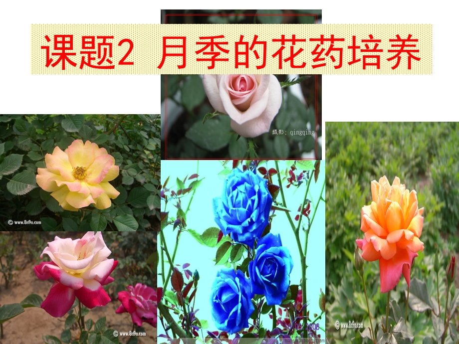 月季的花药培养详解ppt课件.ppt_第3页