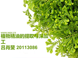 植物精油提取与深加工ppt课件.ppt