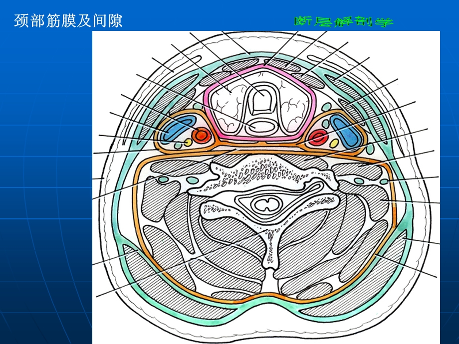 断层解剖学 颈部ppt课件.ppt_第2页