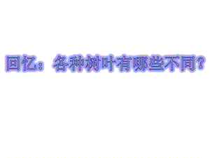 树叶标本粘贴画ppt课件.ppt