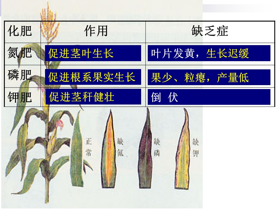 氮肥的鉴别和应用ppt课件.ppt_第3页