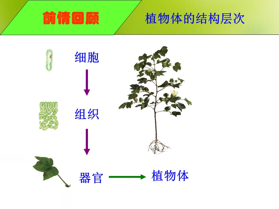 植物的蒸腾作用光合作用呼吸作用ppt课件.ppt_第1页