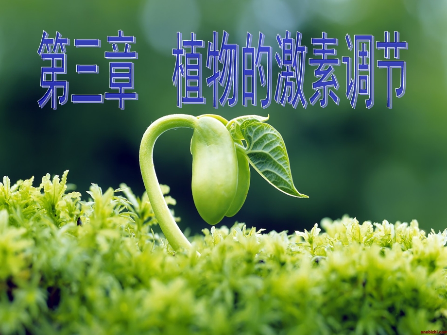 植物生长素的发现flashppt课件.ppt_第1页