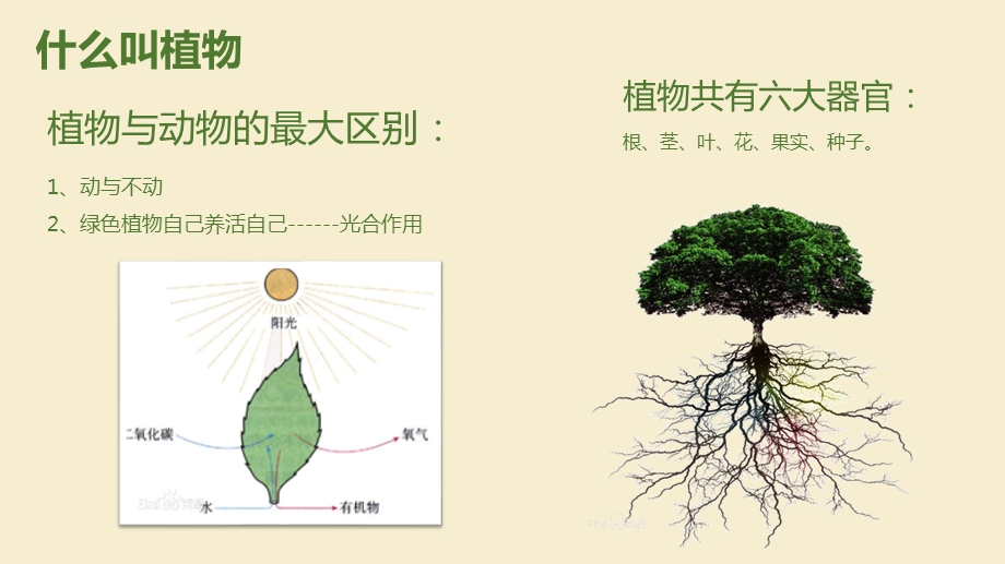 植物种植教程 多肉ppt课件.pptx_第3页