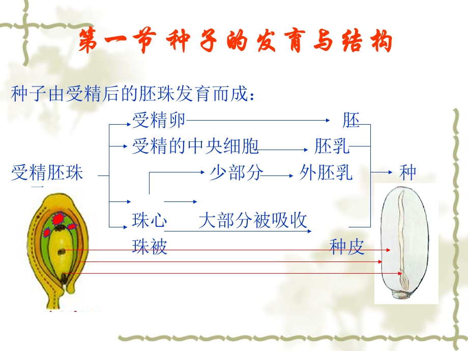 植物学果实与种子的发育与结构ppt课件.ppt_第2页