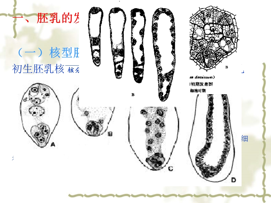 植物学果实与种子的发育与结构ppt课件.ppt_第3页