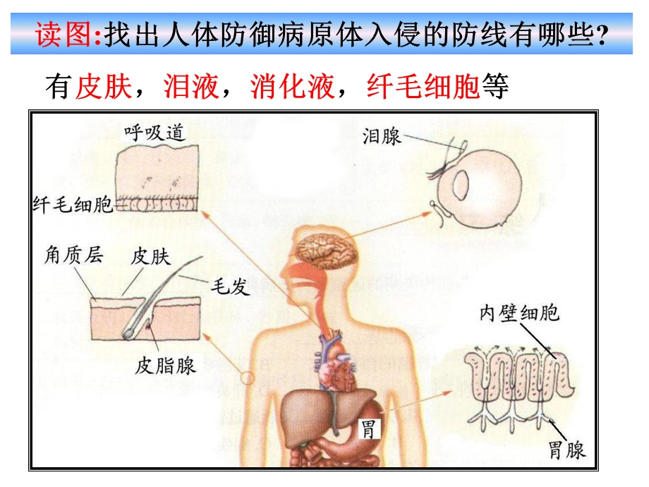 新亚洲 6.3.3身体的防卫ppt课件.ppt_第2页