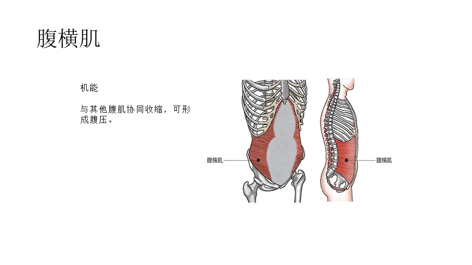 核心肌群训练计划ppt课件.pptx_第1页