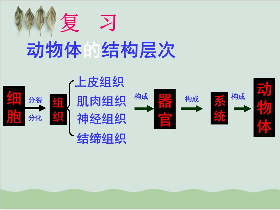 植物体的结构层次PPT课件24人教版.ppt_第3页