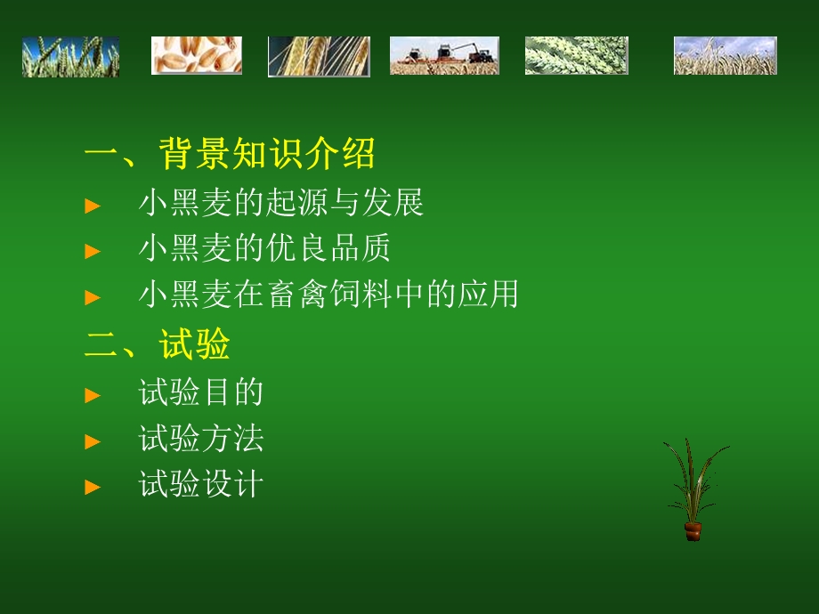 新型饲料小黑麦ppt课件.ppt_第2页