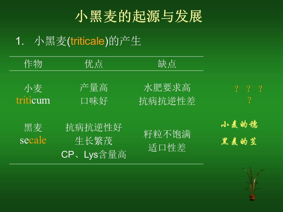 新型饲料小黑麦ppt课件.ppt_第3页