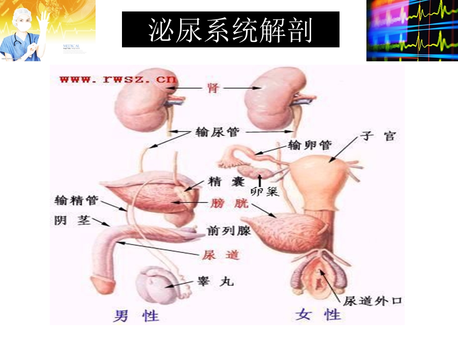 泌尿外科微创手术常规配合ppt课件.ppt_第2页