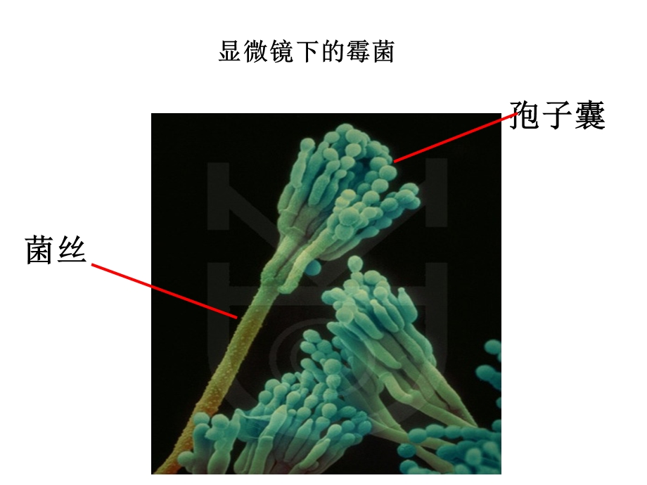 教科版小学科学四年级下册第三单元《面包发霉了》ppt课件.ppt_第2页