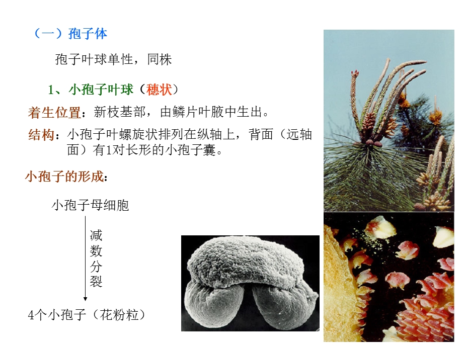 松柏纲植物的生活史ppt课件.ppt_第3页