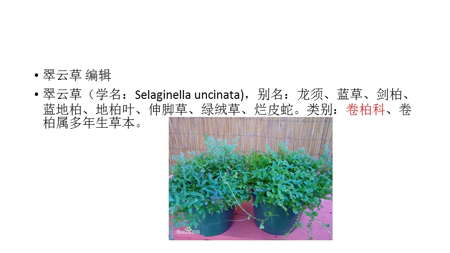 植物分类及辨识(蕨类植物)ppt课件.pptx_第3页