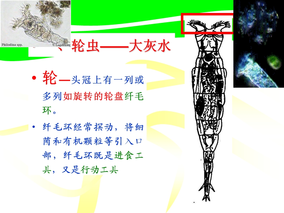 环境微生物学教学ppt课件 7后生动物.ppt_第2页