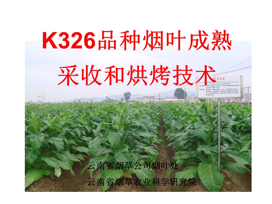 第5将：K326品种烟叶成熟采收和烘烤技术ppt课件.ppt_第1页