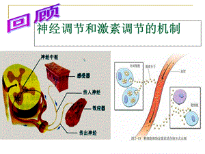 神经调节和体液调节的关系ppt课件.ppt