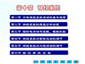 生理学ppt课件 神经系统.ppt