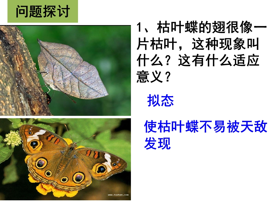 现代生物进化理论的由来（上课用ppt课件）.ppt_第2页