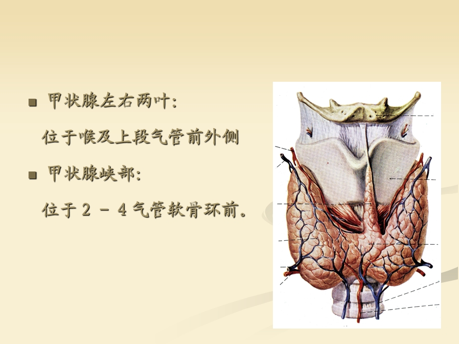 甲状腺应用解剖ppt课件.ppt_第2页