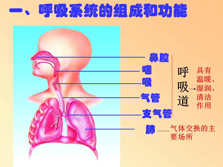 生物：第3章人体的呼吸复习ppt课件(人教版七年级下).ppt_第3页